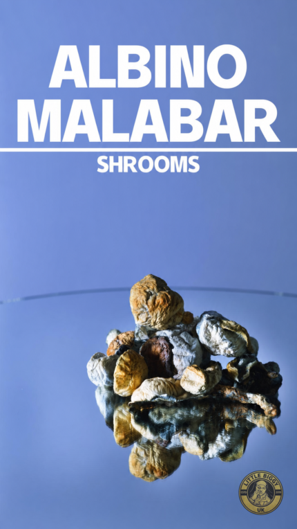 Buy ALBINO MALABAR SHROOMS
