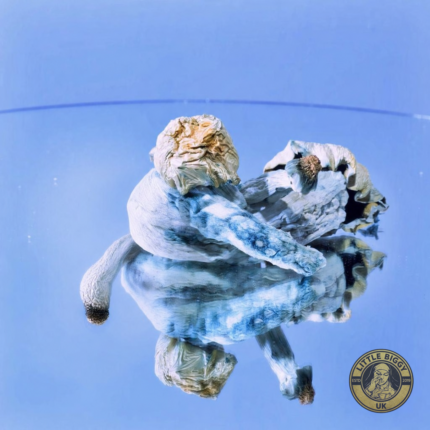 Buy MCKENNAII shrooms UK